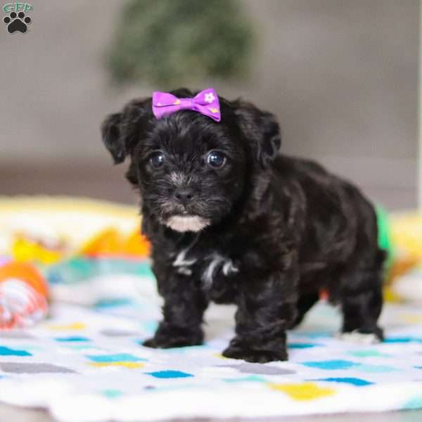 Allie, Yorkie Poo Puppy